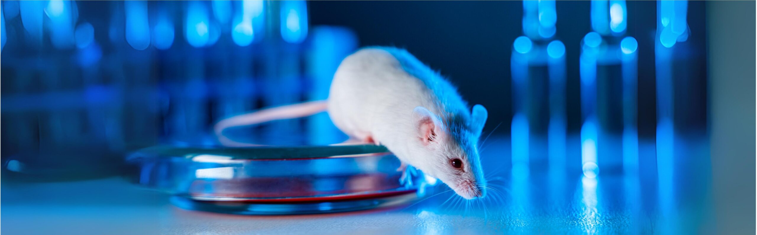 A white mouse is sitting on a cultural medium. Laboratory test tubes in the background.